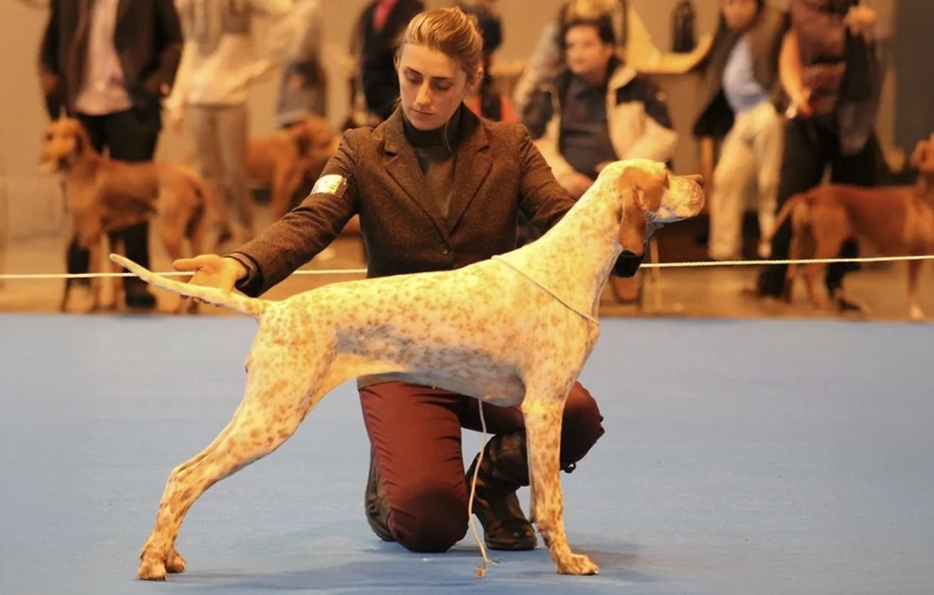 Showing at Crufts