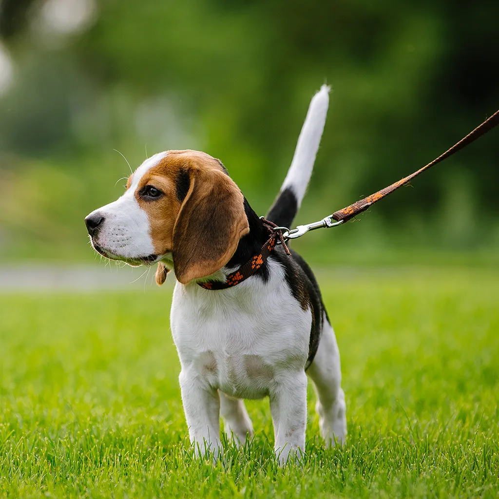 Good dog going for a walk
