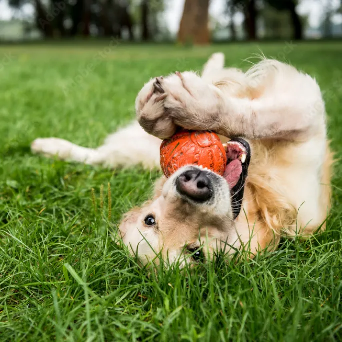 A happy dog playing with a ball