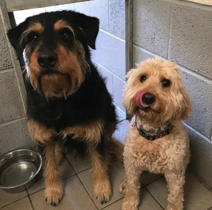 two happy dogs in their top quality kennel